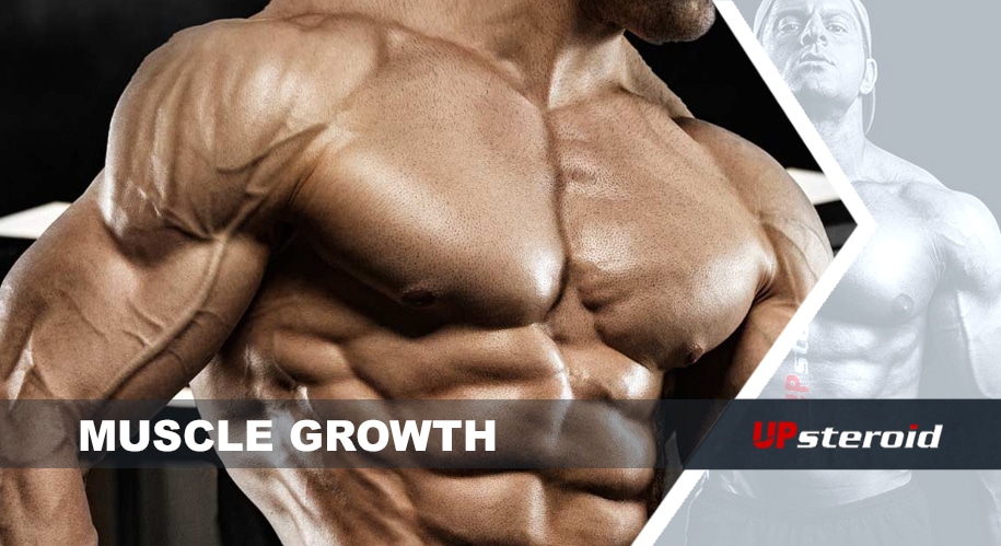 筋肉の成長アップ